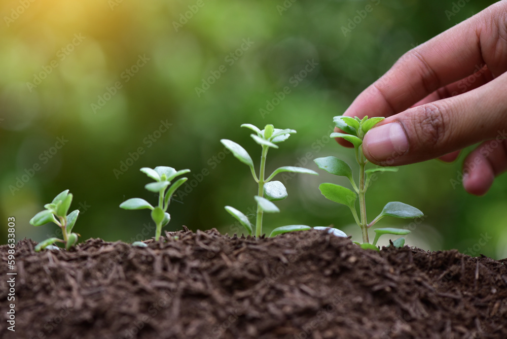 Farmers take growing seedlings and transplant them into the soil in a ...