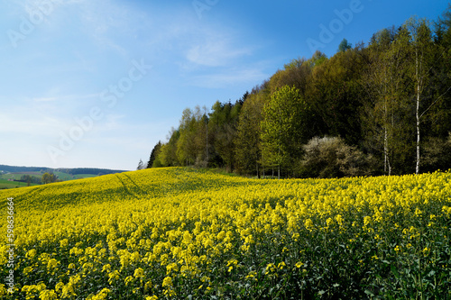 sun-drenched canola fields in the Bavarian countryside on a sunny spring day with the blue sky, Rechbergreuthen, Bavaria, Germany  