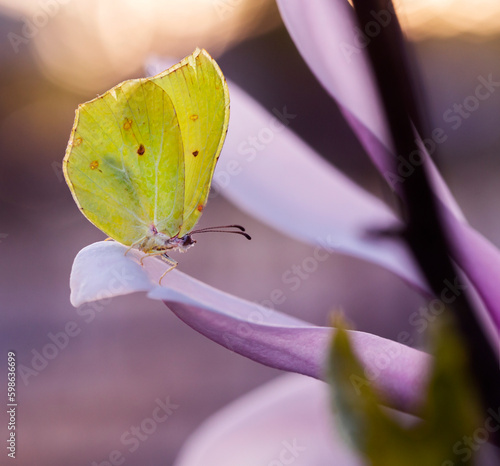 Motyl Latolistek Cytrynek na kwiatach Magnolii