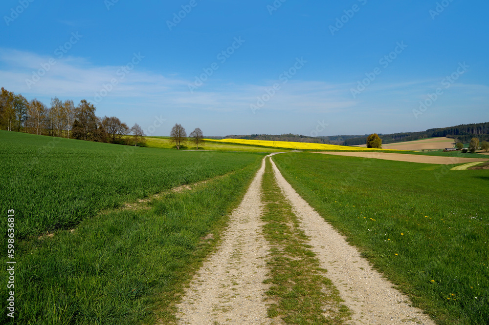 Fototapeta premium endless road leading through the green fields of the tranquil Bavarian countryside by the Rechbergreuthen village on a sunny spring day (Winterbach, Guenzburg, Bavaria, Germany) 