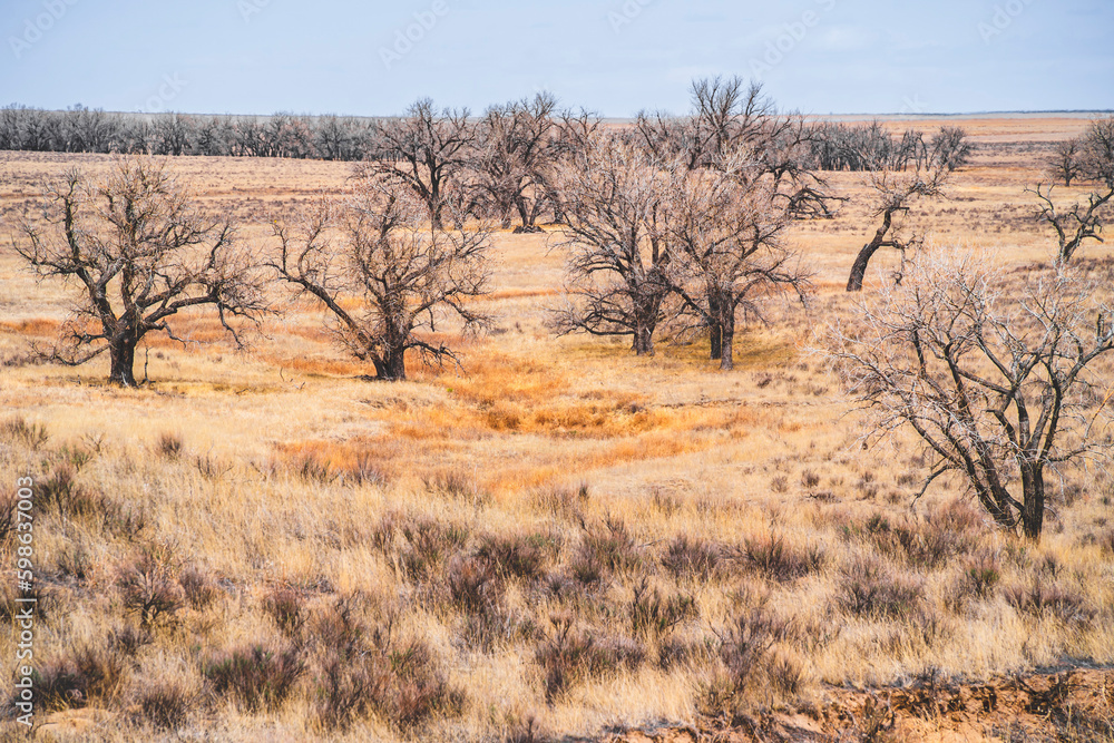 old cotton wood trees