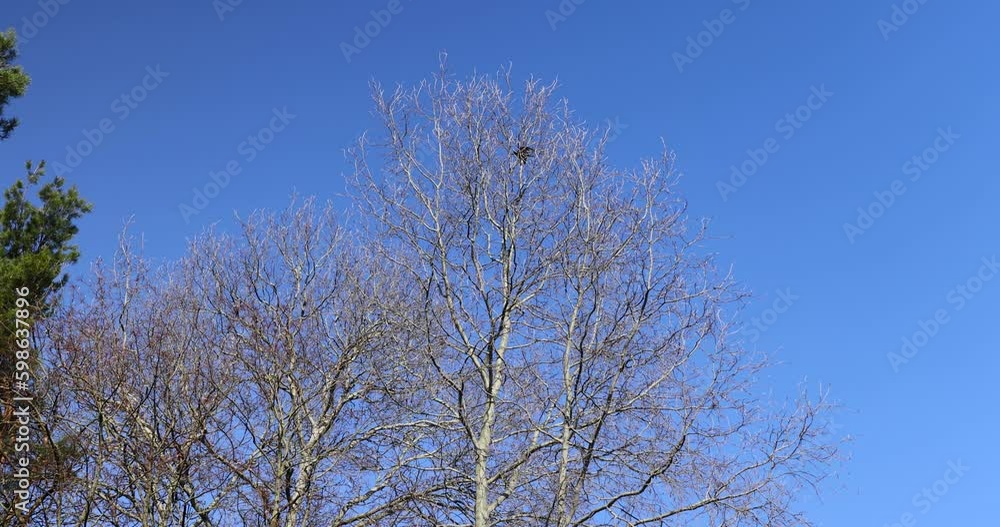 Black crows flying and sitting on tree branches in early spring, wildlife with wild black birds on the treetops Black crows flying and sitting on tree branches in early spring, wildlife with wild black birds on the treetops