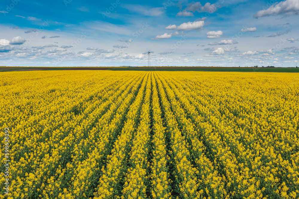 Blooming canola crop plantation in spring from drone pov, high angle view aerial photo