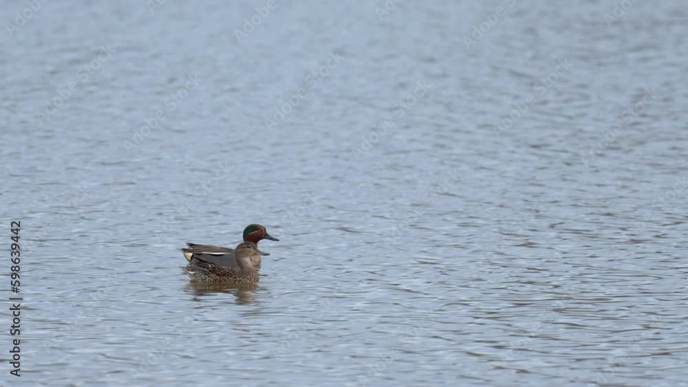 A pair of Eurasian Teals swimming on a pond and taking off A pair of Eurasian Teals swimming on a pond and taking off