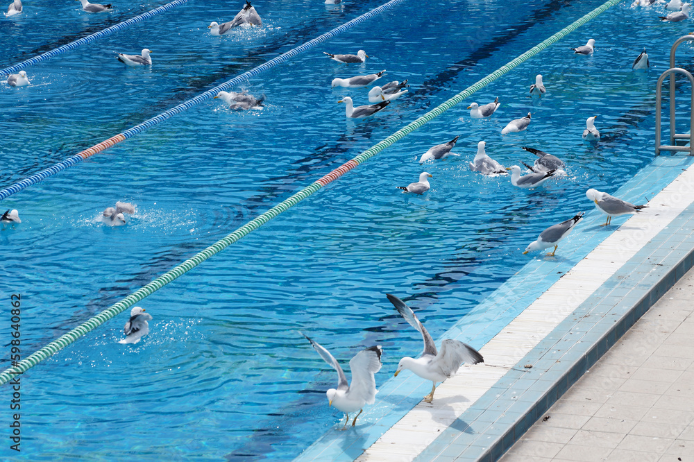 Fototapeta premium seagulls bathe in a sports swimming pool close-up