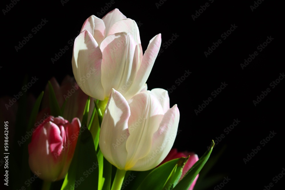 Tulpen mit weißen und rosa Blattern