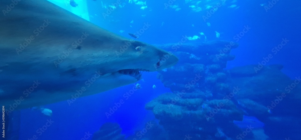 Carcharias taurus sand tiger shark, gray nurse shark, spotted ragged-tooth shark or blue-nurse sand tiger, is a species of shark that inhabits subtropical and temperate waters worldwide. It inhabits t