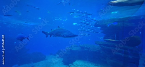 Carcharias taurus sand tiger shark, gray nurse shark, spotted ragged-tooth shark or blue-nurse sand tiger, is a species of shark that inhabits subtropical and temperate waters worldwide. It inhabits t photo