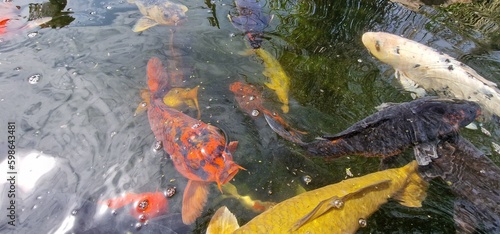 Koi  or more specifically nishikigoi  are colored varieties of the Amur carp that are kept for decorative purposes in outdoor koi ponds or water gardens. Koi is an informal name for the colored varian