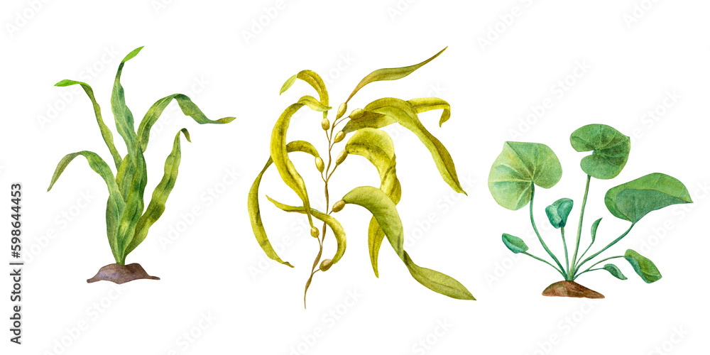 Watercolor illustration of marine algae isolated on transparent background. Green kelps for the design of banners, prints, postcards, posters, fabrics, stickers, logos, invitation templates Watercolor illustration of marine algae isolated on transparent background. Green kelps for the design of banners, prints, postcards, posters, fabrics, stickers, logos, invitation templates