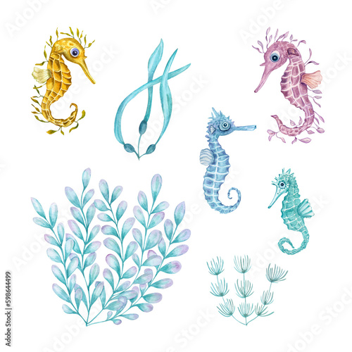 Set of watercolor marine algae and seahorses isolated on transparent background. Illustration for the design of banners, prints, postcards, posters, fabrics, stickers, logos, invitation templates photo