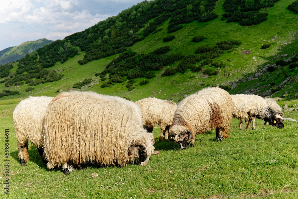 Fototapeta premium Sheep on a lush green field. Rural lifestyle and animal husbandry. Group of domestic sheep on meadow eating grass. Sheep graze the pastures in the mountains.