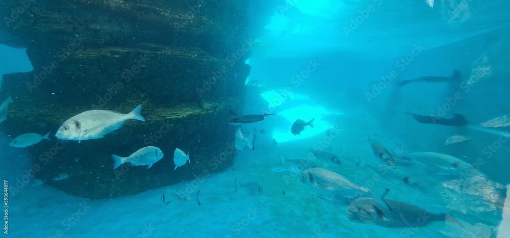 Fototapeta premium marine fish in a fish tank of aquarium