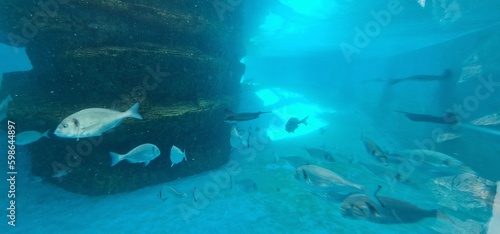 marine fish in a fish tank of aquarium