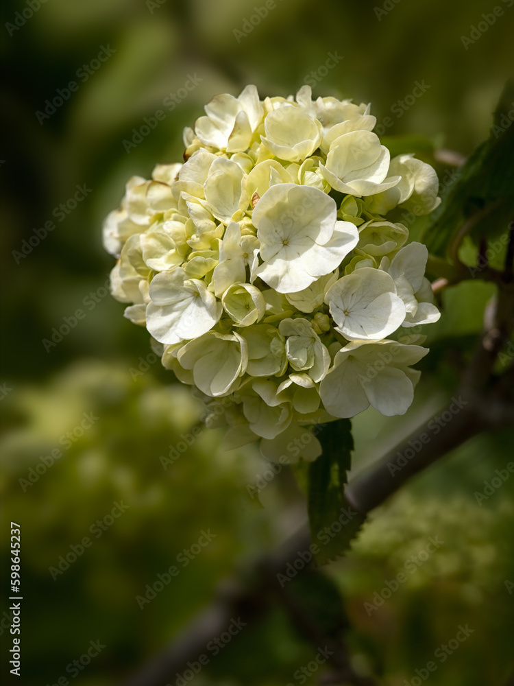 Closeup of flowerhead of Viburnum plicatum 'Popcorn' in a garden in spring Closeup of flowerhead of Viburnum plicatum 'Popcorn' in a garden in spring