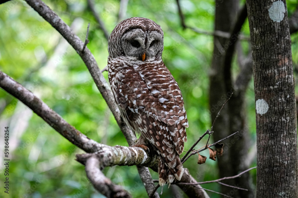 Obraz premium Barred Owl Pose