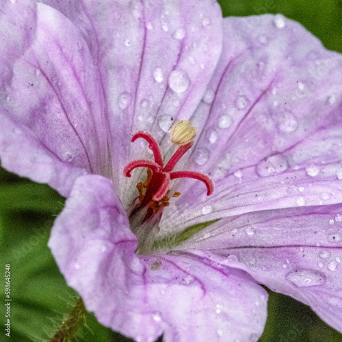 Wallpaper Mural Pistil et étamines d'une fleur en macro Torontodigital.ca