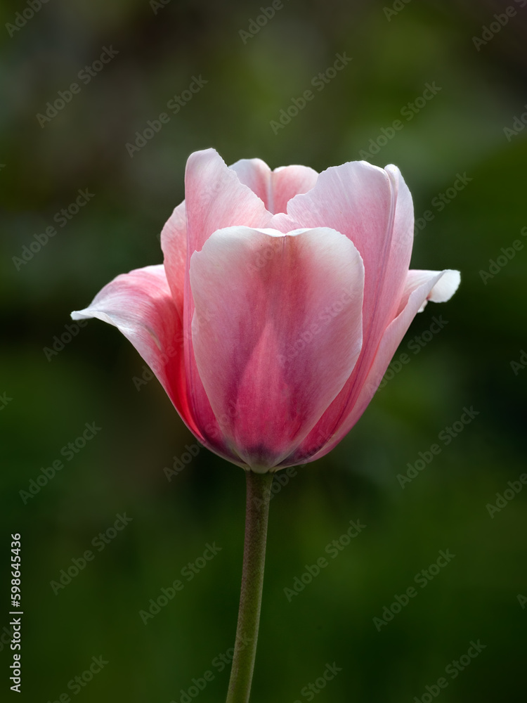 Closeup of of single flower of Tulipa 'Salmon Impression' in a garden in Spring