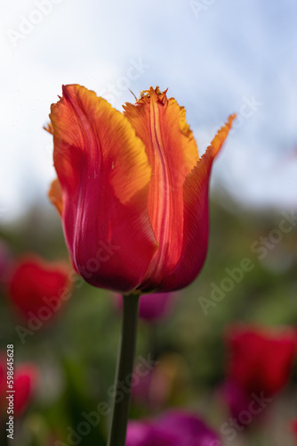 Closeup of Tulipa  Louvre Orange  in a garden in Spring against a blue sky