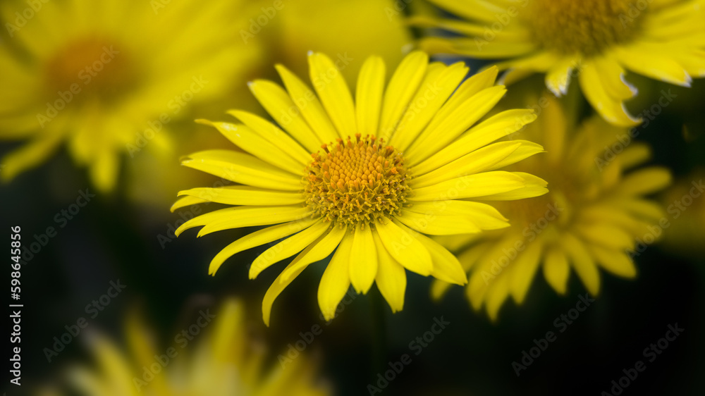 Closeup of flowers of Doronicum orientale 'Leonardo Compact' against a dark background Closeup of flowers of Doronicum orientale 'Leonardo Compact' against a dark background