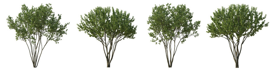Big bush malus shrub isolated png on a transparent background premium cutout