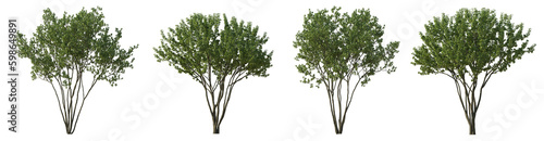 Photo Set of big bush malus shrub isolated png on a transparent background perfectly c