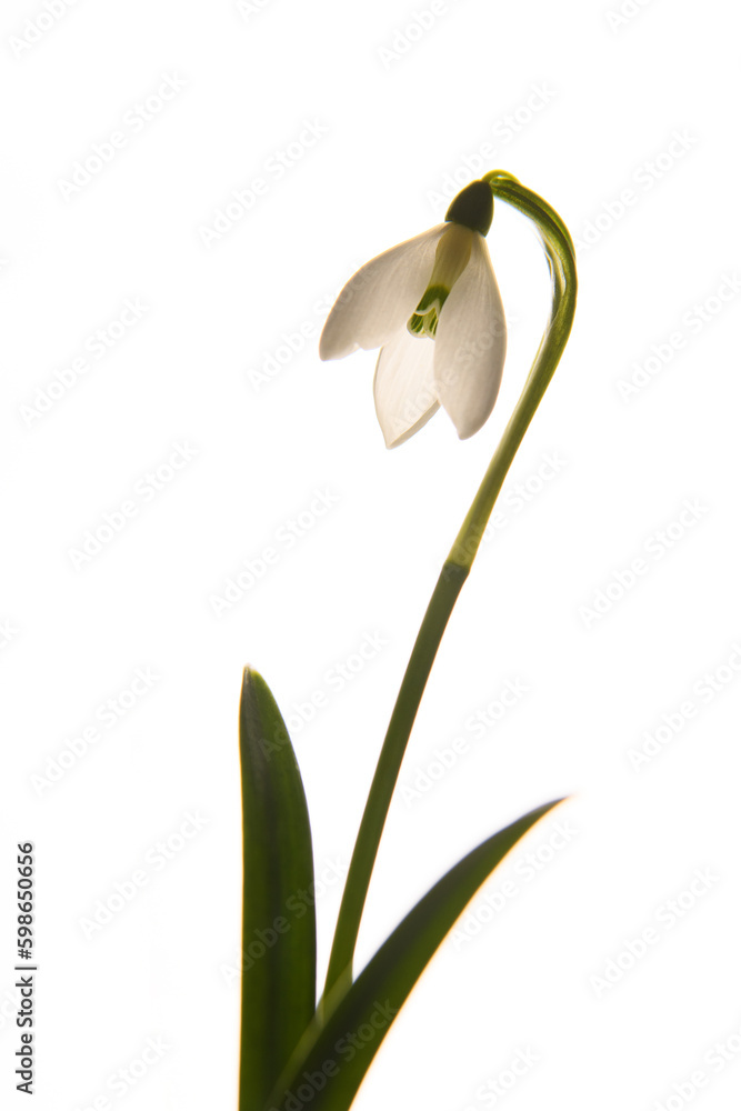 Fashion photo. White flower, snowdrop. On a white background. Vertically. Close up. Isolated. Spring flower.