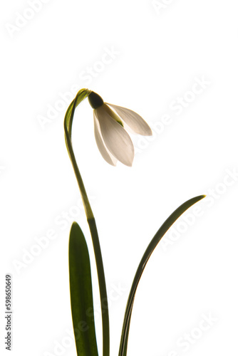 Fashion photo. White flower  snowdrop. On a white background. Vertically. Close up. Isolated. Spring flower.