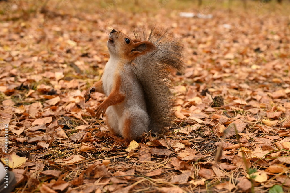 Girl feeds a wild squirrel from her hands, park, forest, day Girl feeds a wild squirrel from her hands, park, forest, day