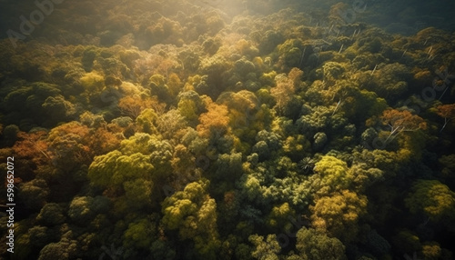 Vibrant autumn forest, high angle view, foggy generated by AI