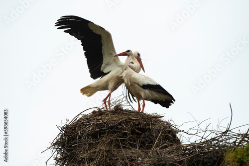 Cigogne blanche, nid, accouplement,.Ciconia ciconia, White Stork