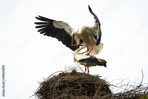 Cigogne blanche, nid, accouplement,.Ciconia ciconia, White Stork