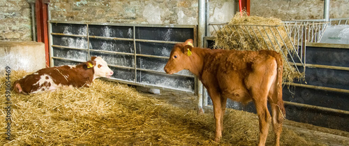 Two cute little calves in a cattle pen on a farm.