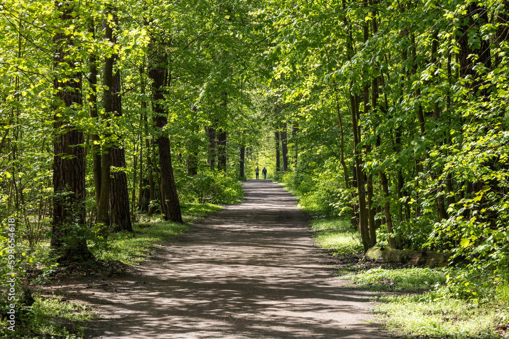 Spaziergang im Wald Spaziergang im Wald