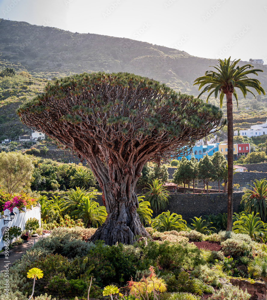 Historic dragon blood tree ' drago milenario' on the canary island of Tenerife, Spain