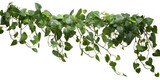 Green succulent leaves 
hanging vines ivy bush climbing