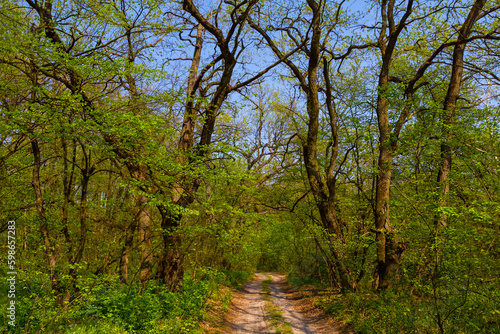 ground road among green summer forest