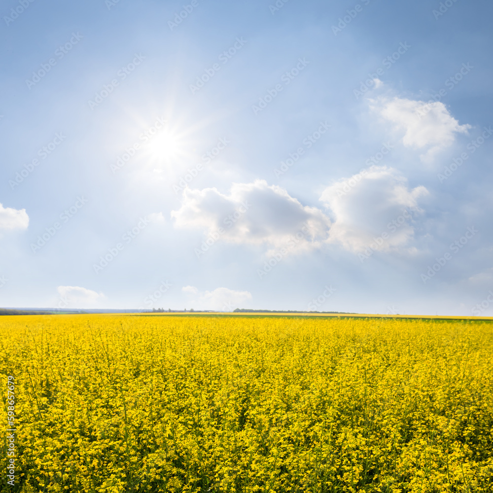yellow rape field under sparkle sun, farm agricultural background