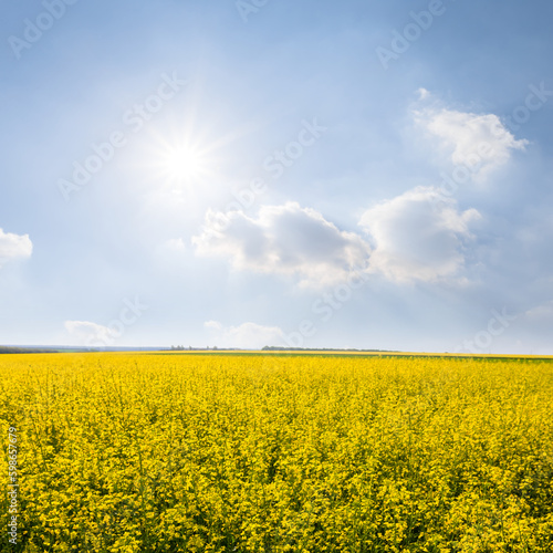 yellow rape field under sparkle sun  farm agricultural background