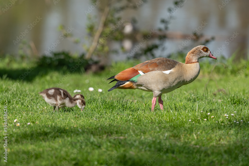 Egyptian goose (Alopochen aegyptiaca) with its chicks at the edge of a river. Egyptian goose (Alopochen aegyptiaca) with its chicks at the edge of a river.