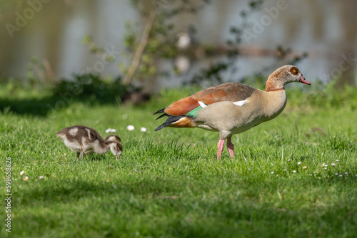 Egyptian goose (Alopochen aegyptiaca) with its chicks at the edge of a river. © bios48