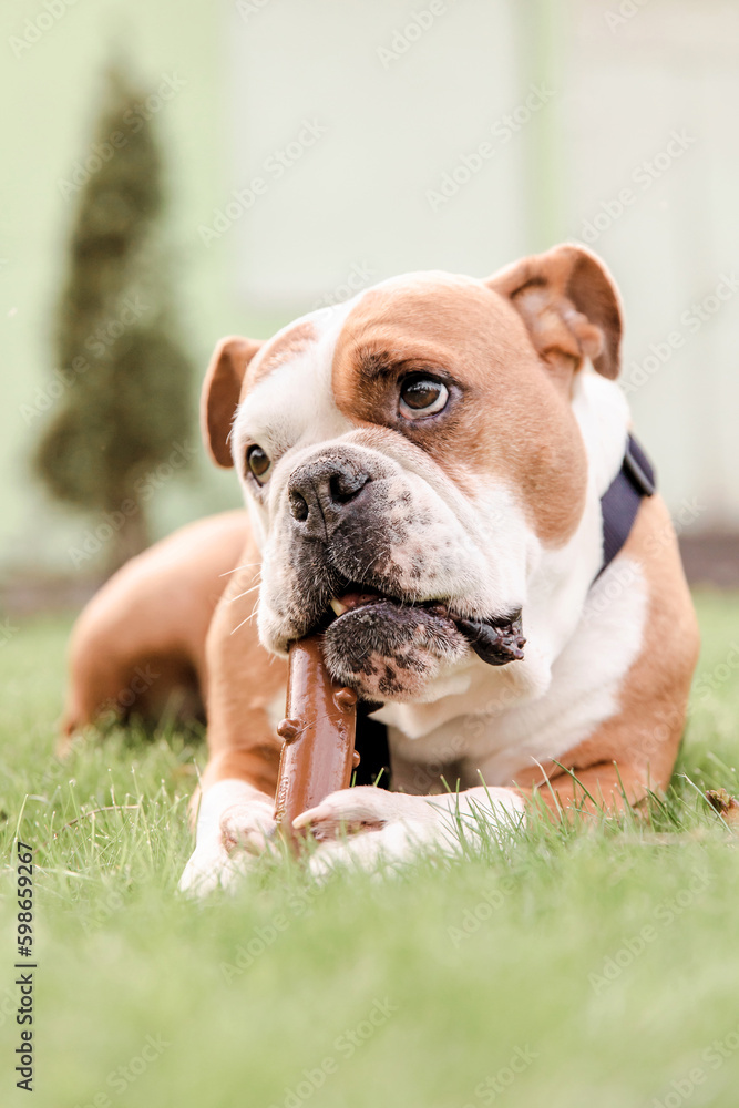 Bulldog dog playing on the grass in the park