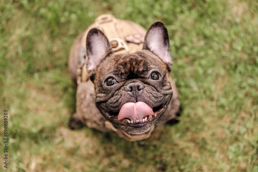 A french bulldog dog wearing a harness