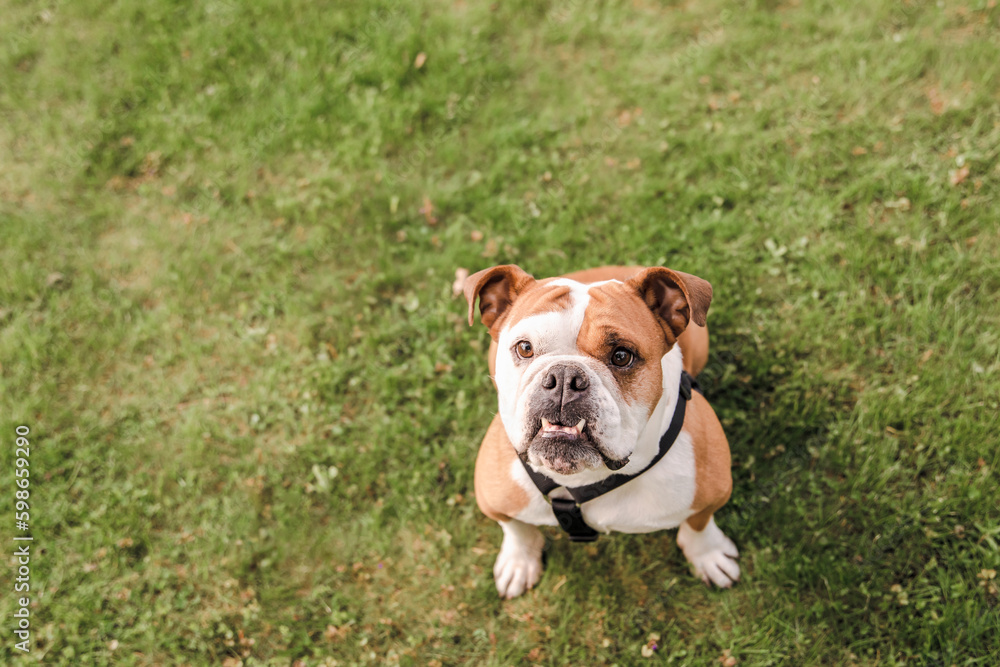 Bulldog dog playing on the grass in the park