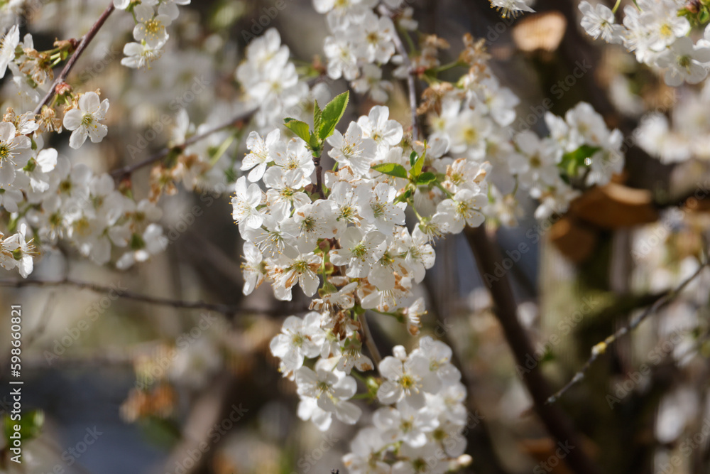 Fototapeta premium Cherry Blossoms in a Garden, Germany, Europe