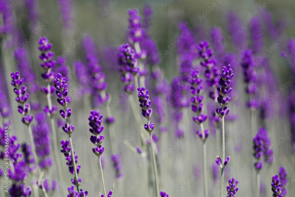 Lavender field. Lavender flower blooms on the field. Blooming fragrant lavender flowers on a field.. Lavender field. Lavender flower blooms on the field. Blooming fragrant lavender flowers on a field..