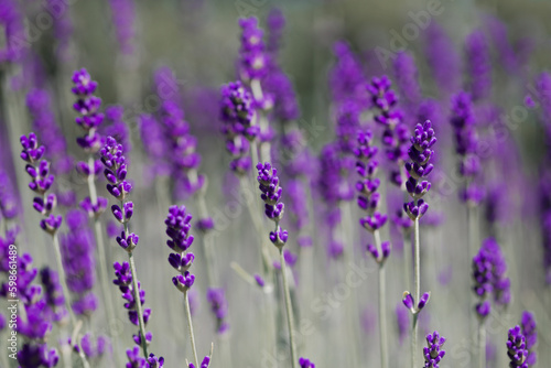 Lavender field. Lavender flower blooms on the field. Blooming fragrant lavender flowers on a field..