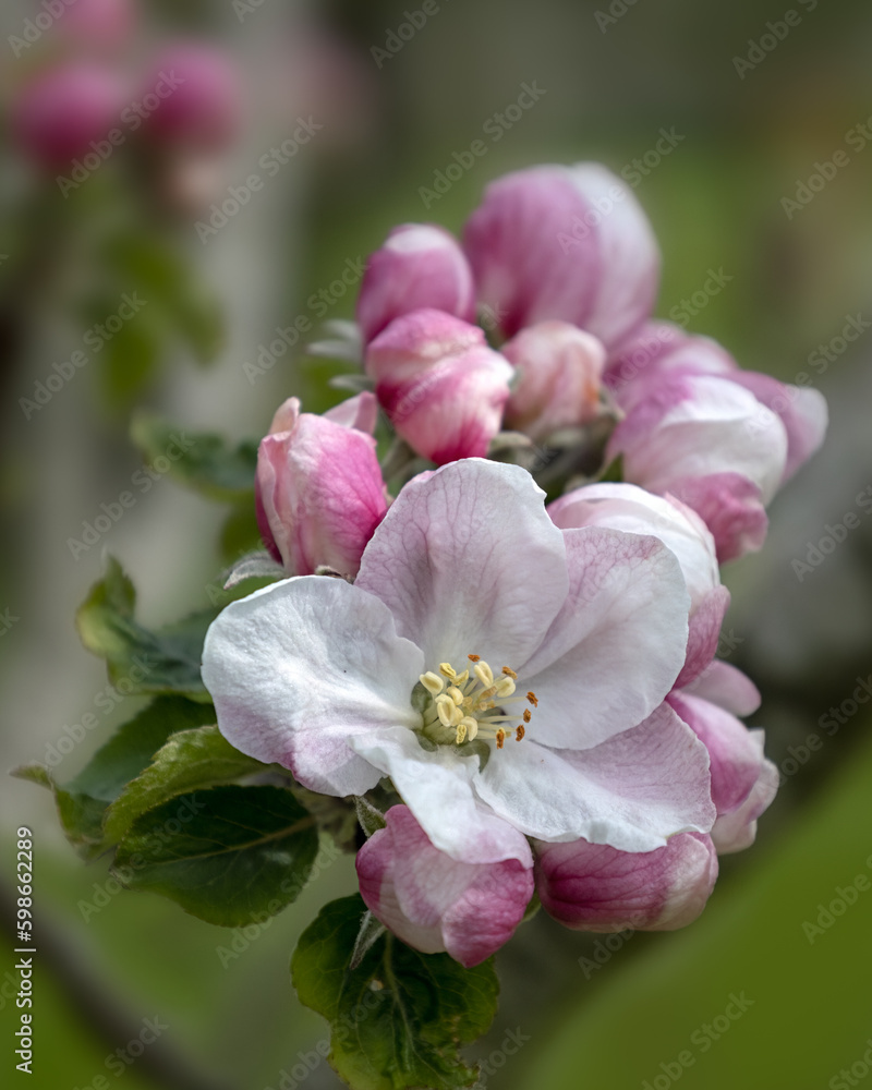 Closeup of flowers of Apple tree Malus 'Excelsior' in a garden in Spring Closeup of flowers of Apple tree Malus 'Excelsior' in a garden in Spring