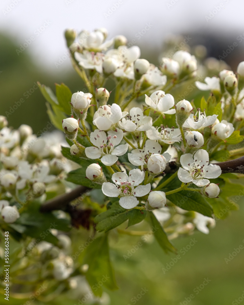 Closeup of flowers of Hawthorn (Crataegus monogyna) in a hedgerow in Spring Closeup of flowers of Hawthorn (Crataegus monogyna) in a hedgerow in Spring