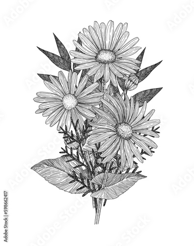 Bouquet of flowers. Composition of daisies and twigs. Hand-drawn. Graphics. Engraving